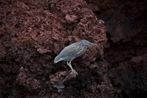 Galapagos Prints: Picture No. 11992766