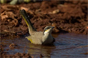 Honeyeater Collection: Picture No. 11992776
