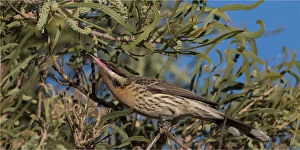 Honeyeater Collection: Picture No. 11992779