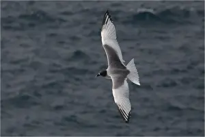 Gulls Prints: Picture No. 11992781