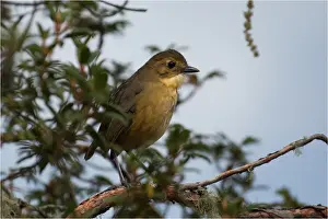 Perching Prints: Picture No. 11992782