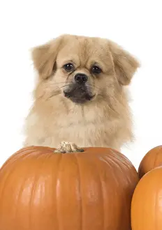 Pumpkin Prints: Picture No. 11992793