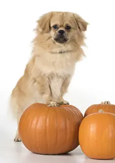 Pumpkin Prints: Picture No. 11992794