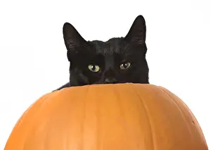 Pumpkin Prints: Picture No. 11992815