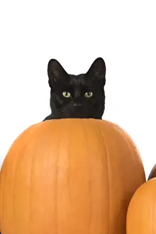 Pumpkin Prints: Picture No. 11992817
