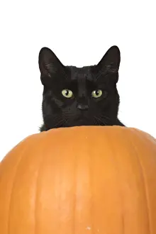 Pumpkin Prints: Picture No. 11992818