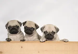 Puppy Puppies Prints: Picture No. 11992826