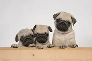 Puppy Puppies Prints: Picture No. 11992827
