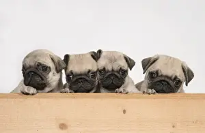 Puppy Puppies Prints: Picture No. 11992828