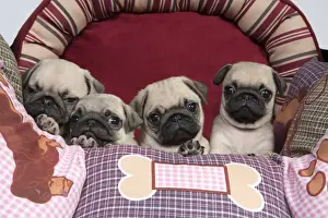Puppy Puppies Prints: Picture No. 11992830