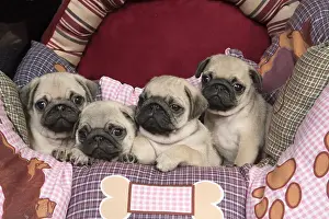 Puppy Puppies Prints: Picture No. 11992833
