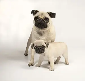 Puppy Puppies Prints: Picture No. 11992839