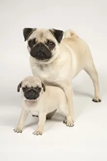 Puppy Puppies Prints: Picture No. 11992842