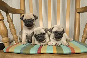 Puppy Puppies Prints: Picture No. 11992846