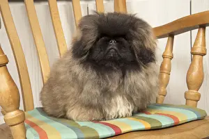 Pekingese Prints: Picture No. 11992849