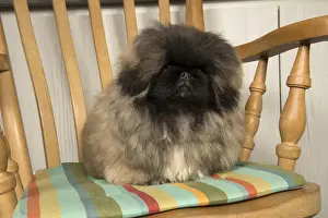 Pekingese Prints: Picture No. 11992850