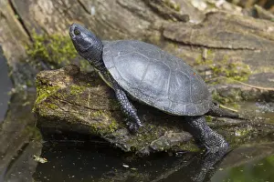 Turtles Prints: Picture No. 11992921