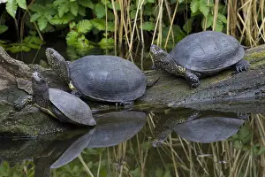 Turtles Prints: Picture No. 11992922