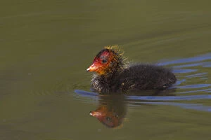 Coot Collection: Picture No. 11992964