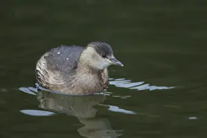 Grebe Prints: Picture No. 11992978