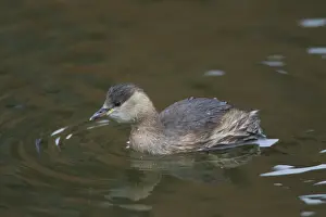 Pond Prints: Picture No. 11992979