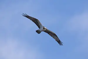 Ospreys Prints: Picture No. 11992981