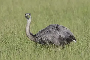 Rhea Prints: Picture No. 11992991