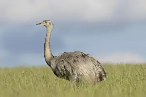 Rhea Prints: Picture No. 11992994