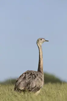 Rhea Prints: Picture No. 11992995
