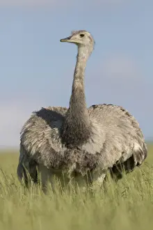 Rhea Prints: Picture No. 11992998