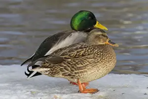 Mallards Prints: Picture No. 11993010