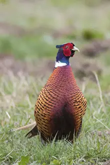 Pheasants Prints: Picture No. 11993012
