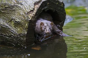 Mustelid Collection: Picture No. 11993046