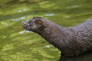 Mustelid Collection: Picture No. 11993047