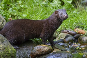 Mustelid Collection: Picture No. 11993048