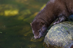 Mustelid Collection: Picture No. 11993049