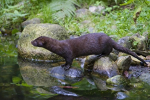 Mustelid Collection: Picture No. 11993050