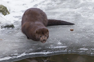 Mustelid Collection: Picture No. 11993052