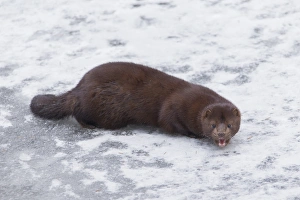 Mustelid Collection: Picture No. 11993053