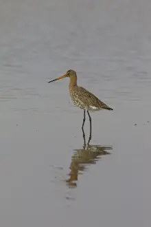 Shorebird Prints: Picture No. 11993057