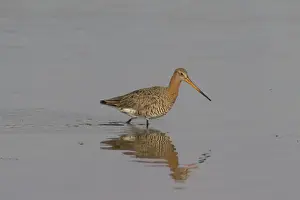 Shorebird Prints: Picture No. 11993058