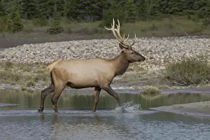 Elks Prints: Picture No. 11993065