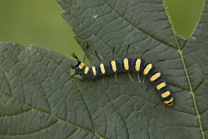 Caterpillars Prints: Picture No. 11993120