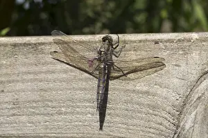 Dragonflies Prints: Picture No. 11993127