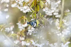 Cherry Prints: Picture No. 11993137