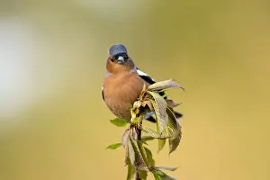 Chaffinches Prints: Picture No. 11993145