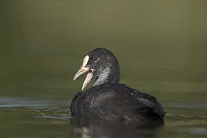 Coot Collection: Picture No. 11993153