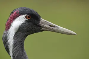 Cranes Prints: Picture No. 11993156