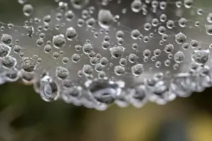 Droplets Prints: Picture No. 11993163