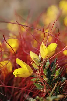 Gorse Prints: Picture No. 11993164